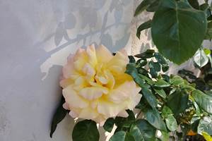 IMG_20250501_101405