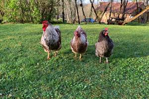 les poules