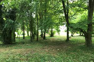 Le sous-bois ombragé