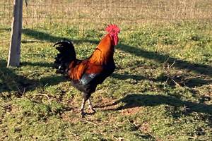 les animaux de la ferme - le coq