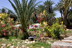 Tiznit - Ouijjane - Sous les palmiers bleus - Tentes caîdales - jardin