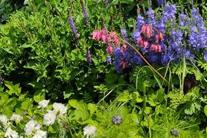 Fleurs du jardin