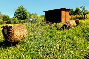 moutons-web