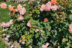 rosier orange