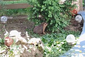 jardin Marie