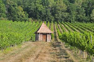 Vignoble