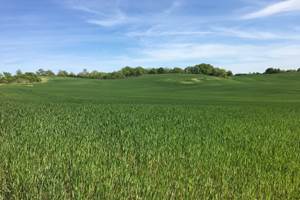 Champ de blé près de Cahors en avril