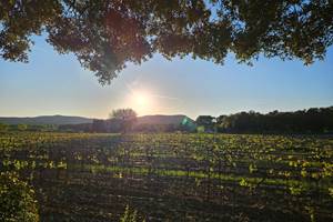 vue vignes