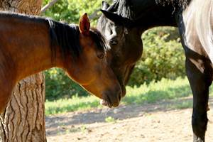 portfolio-chevaux-05