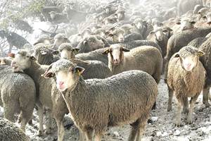 Les moutons de Baptiste en partance pour la Drôme