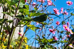 Du vert pour le relais de Lou