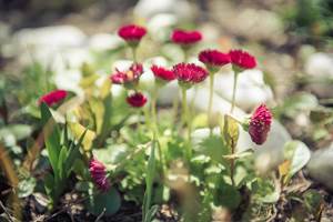 0001_cocody-002 copie