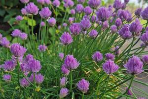Plantes du jardin accessible aux clients