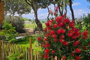 alombredelacheneraie_jardin1_grand_pic_saint_loup_tourisme_gite_les_vignes