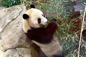 Zoo de Beauval à 35 minutes