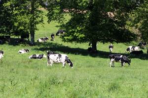 Les vaches au champ