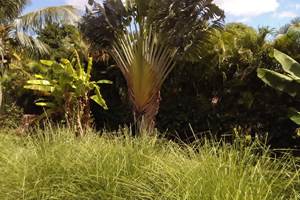 les jardins des balisiers  (36)