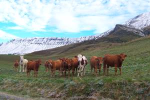 Vaches au col du Joly