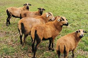 L'équipe d'écopâturage