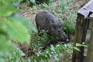 sanglier