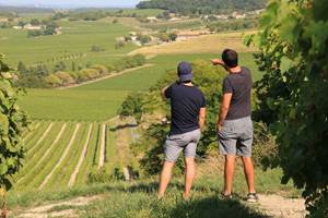 DRÔLES-DE-COGNAC-Vignes