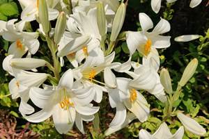 lys en fleurs 2025