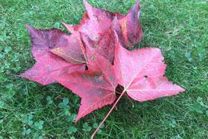 Couleur d'automne