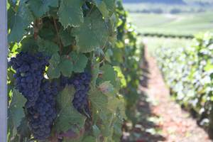 raisin noir au champagne  ARNOULT