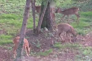 Les chevreuils devant le gîte "les chevreuils"
