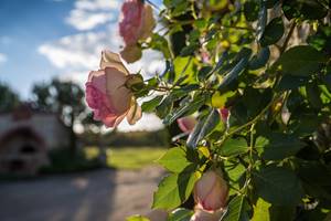LABARTHE ROSES COLLECTION, PIERRE DE RONSARD ...