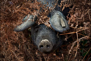 Porc Noir