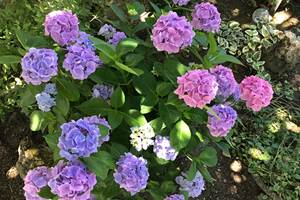 Les hortensias au jardin Marie