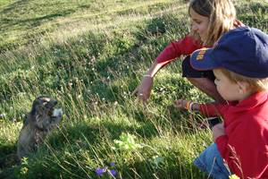 Repas des marmottes en été