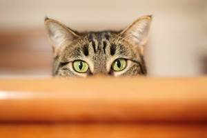 chambre-hotes-riec-sur-belon-finistere-sud-bretagne-cornouailles-bed-and-breakfast-visite-pont-aven-sentier-cotier-randonnée-jardin-centre-bourg