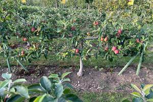 ESPALIER EN CORDONS DANS LES VERGERS-POTAGERS