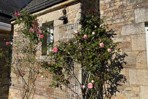 Rosier sur la terrasse