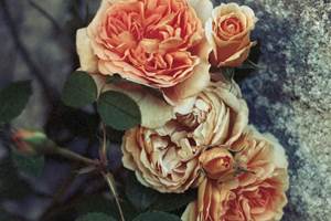 chambre-hotes-riec-sur-belon-finistere-sud-bretagne-cornouailles-bed-and-breakfast-visite-pont-aven-sentier-cotier-randonnée-jardin-centre-bourg