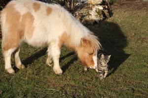 Ipipipe et Junior