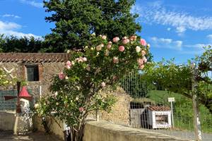 la terrasse orientée sud ouest avec roses et vieilles pierre du petit moulin