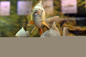 activite-famille-interieur-aquarium-enfant