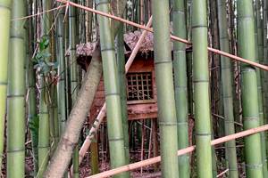 La cabane dans la forêt de bambous