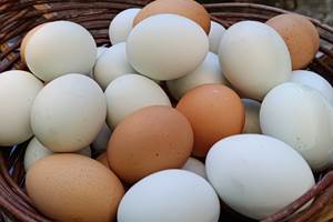 Oeufs frais pondus sur place