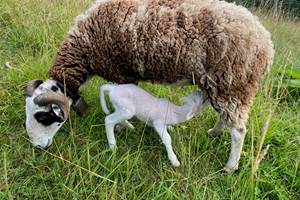 Moutons