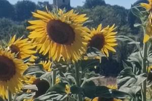 Tournesols