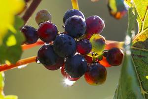 portfolio-raisins-murs