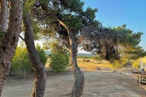 des pins tous autour des gîtes