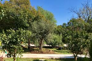 Jardin olivier et orangers terrasse