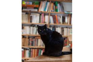 chambre-hotes-riec-sur-belon-finistere-sud-bretagne-cornouailles-bed-and-breakfast-visite-pont-aven-sentier-cotier-randonnée-jardin-centre-bourg