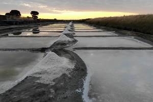 Salt Marshes 1