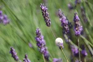 La lavande Provençale
